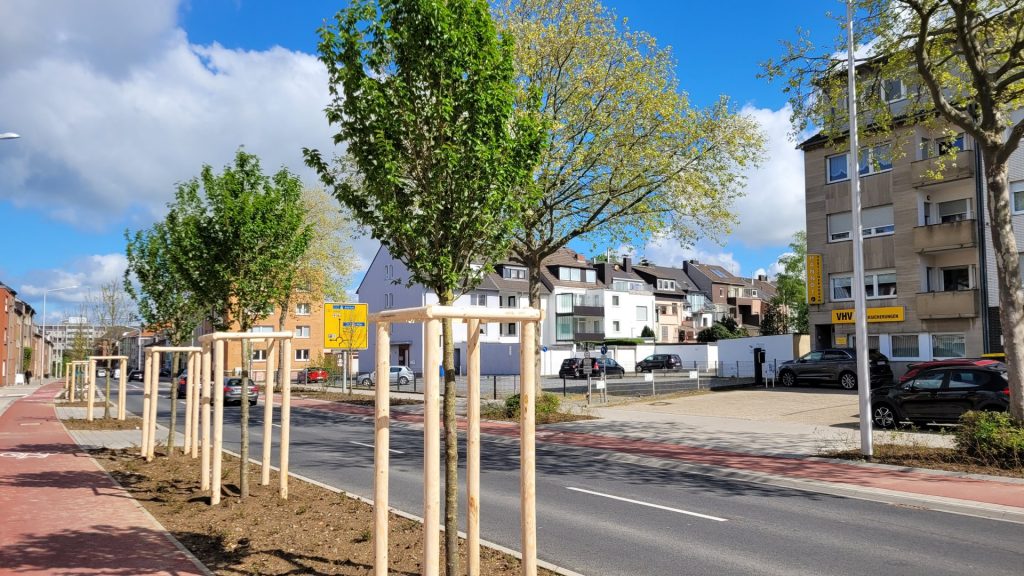 Insgesamt 32 Bäume hat das Amt für Tiefbau und Verkehr auf dem neugestalteten Abschnitt der Euskirchener Straße gepflanzt. Darunter Hainbuchen, Ulmen, Zierkirschen und Linden.