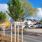 Baumpflanzungen auf dem neugestalteten Abschnitt der Euskirchener Straße sind abgeschlossen