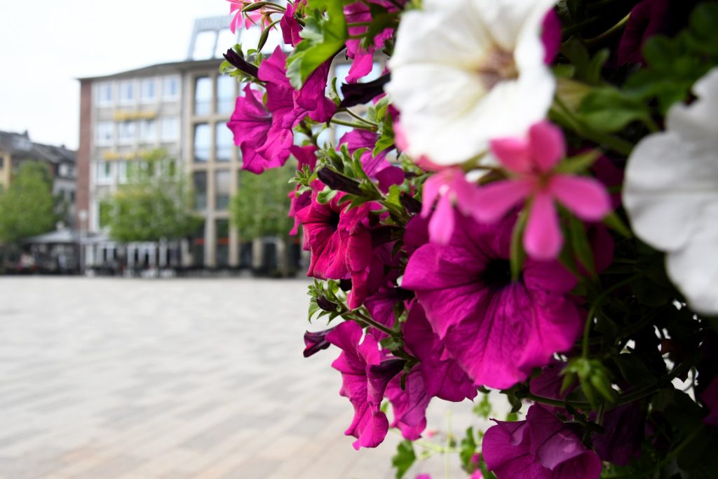 Unter anderem Blumeninstallationen sollen helfen, die Aufenthaltsqualität in der Innenstadt zu steigern. Im Rahmen des Umsetzungspakets