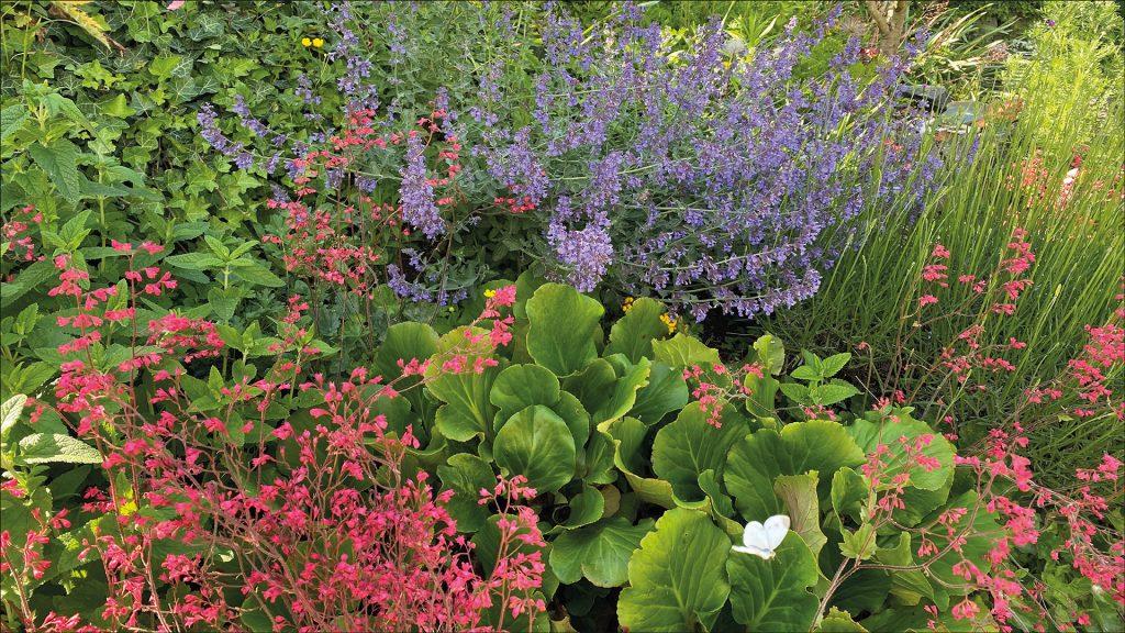 Verschiedene Blumen und Pflanzen in einem Vorgarten