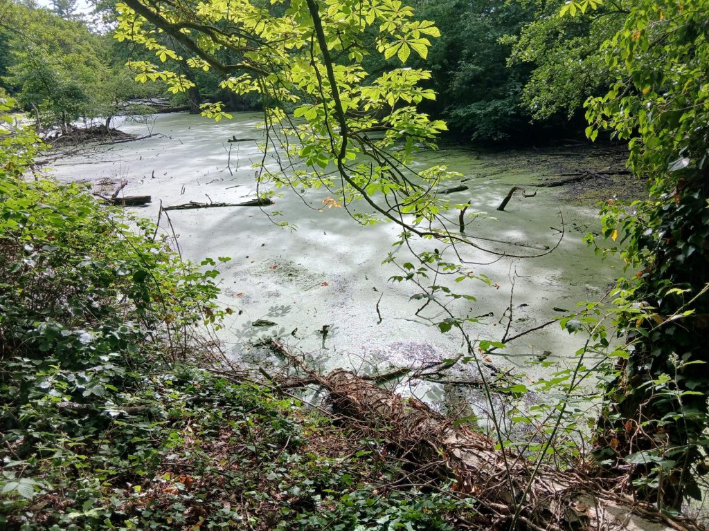Das Foto zeigt einen Teich bei Gut Weyern.