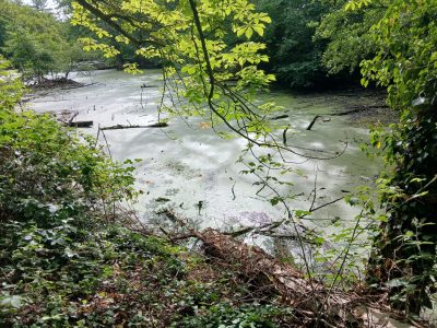 Das Foto zeigt einen Teich bei Gut Weyern.